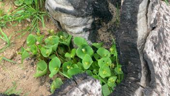 Miner's Lettuce (Claytonia perfoliata) in Fresno County, photo by Nina Fontana