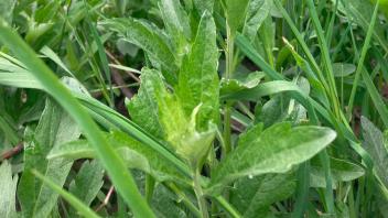 Mugwort