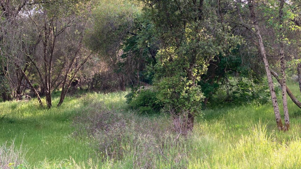 Dunlap Brush